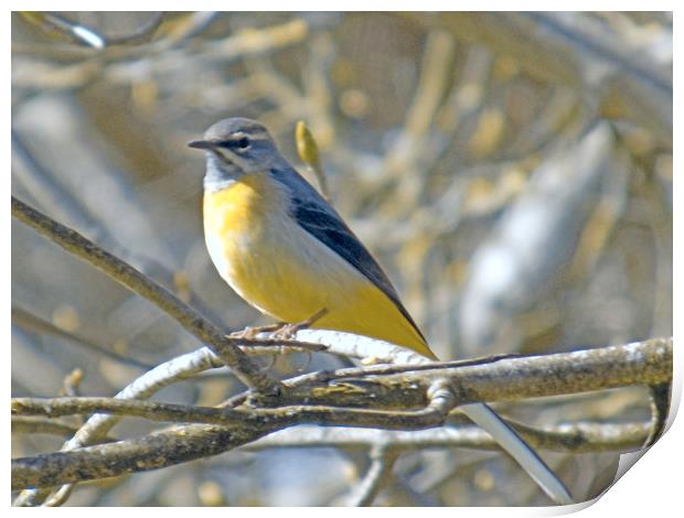 yellow wagtail Print by paul ratcliffe