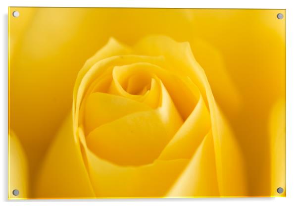 Yellow Rose Macro 1 Acrylic by Steve Purnell