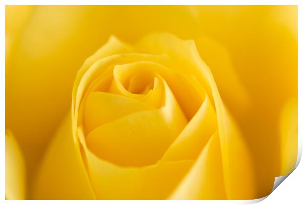 Yellow Rose Macro 1 Print by Steve Purnell