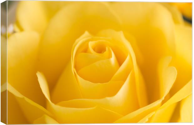 Yellow Rose Macro 2 Canvas Print by Steve Purnell