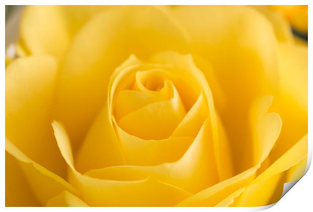 Yellow Rose Macro 2 Print by Steve Purnell