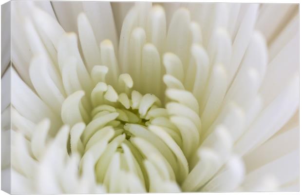 White Dahlia Macro Canvas Print by Steve Purnell