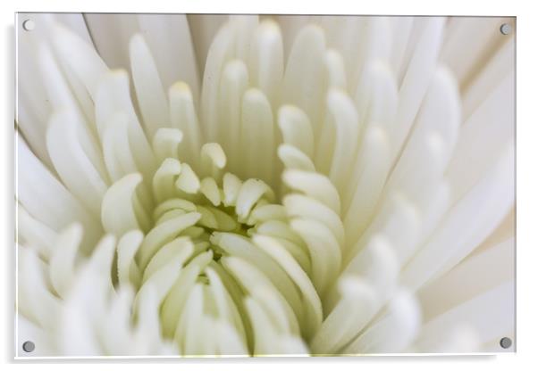 White Dahlia Macro Acrylic by Steve Purnell