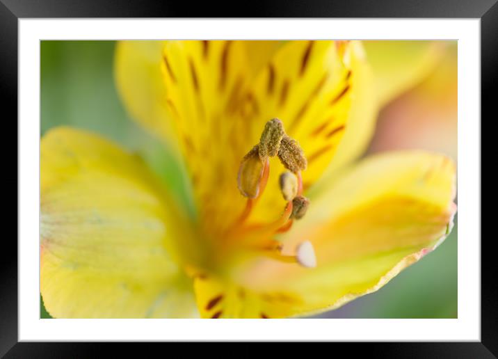 Peruvian Lily Framed Mounted Print by Steve Purnell