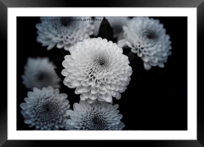 chrysanthemum Framed Mounted Print by Claire Castelli