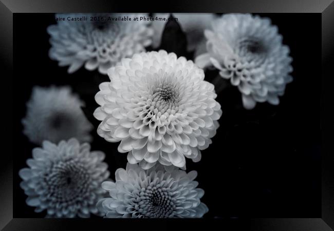 chrysanthemum Framed Print by Claire Castelli