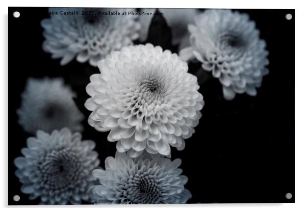 chrysanthemum Acrylic by Claire Castelli