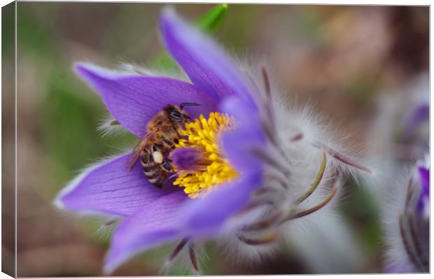 Busy Busy Bee on Pasqueflower Canvas Print by Jenny Rainbow