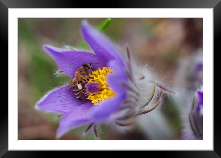 Busy Busy Bee on Pasqueflower Framed Mounted Print by Jenny Rainbow