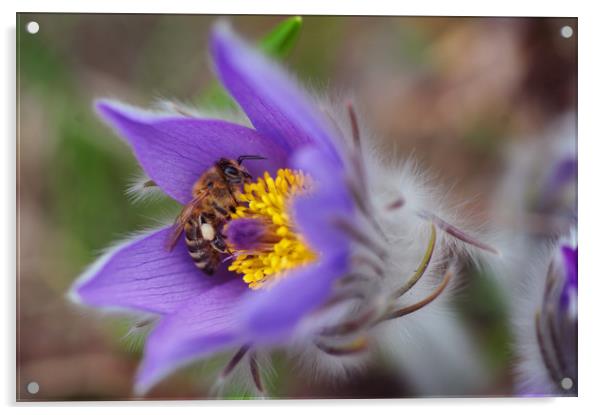 Busy Busy Bee on Pasqueflower Acrylic by Jenny Rainbow