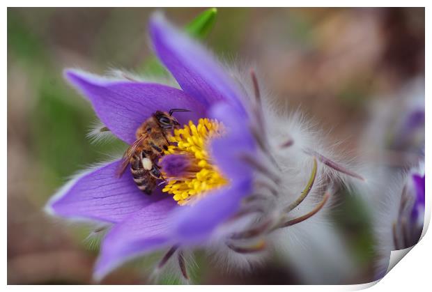 Busy Busy Bee on Pasqueflower Print by Jenny Rainbow