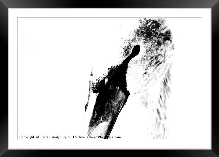 Black and White Swan Framed Mounted Print by Tristan Wedgbury