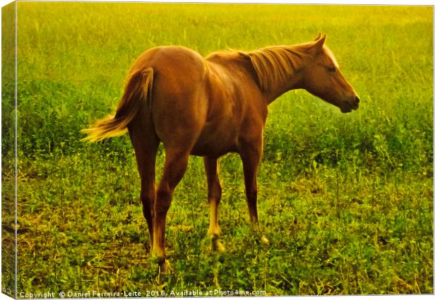 Brown Horse in the Meadow Canvas Print by Daniel Ferreira-Leite