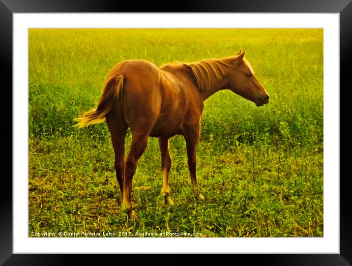 Brown Horse in the Meadow Framed Mounted Print by Daniel Ferreira-Leite