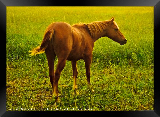 Brown Horse in the Meadow Framed Print by Daniel Ferreira-Leite