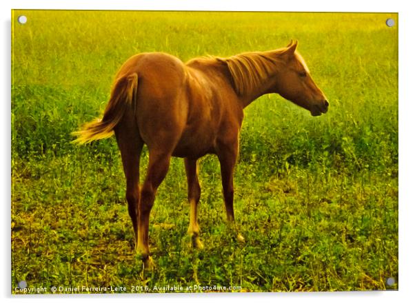 Brown Horse in the Meadow Acrylic by Daniel Ferreira-Leite