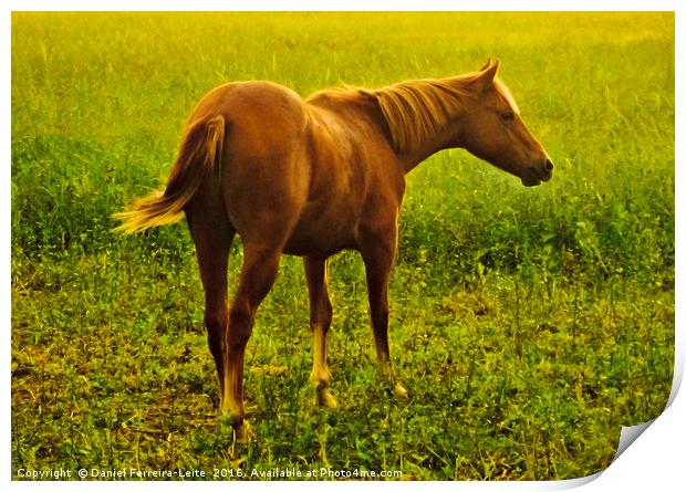 Brown Horse in the Meadow Print by Daniel Ferreira-Leite