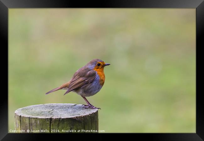A Robin perched on a fence post in Norfolk Framed Print by Jason Wells