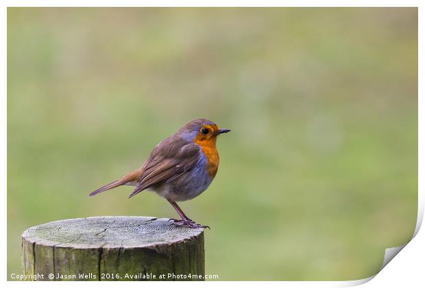 A Robin perched on a fence post in Norfolk Print by Jason Wells