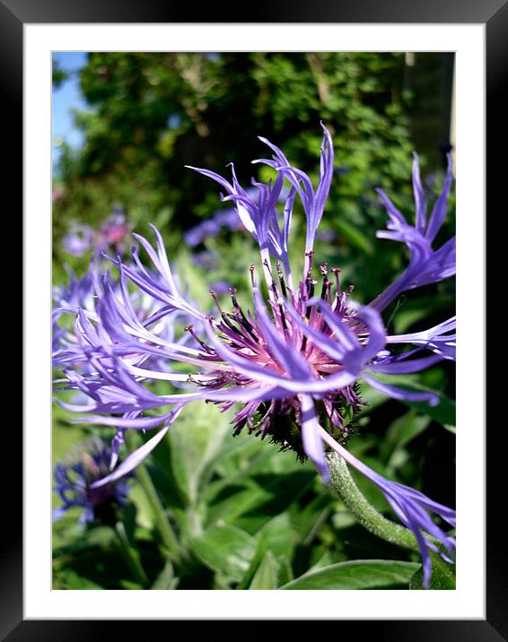 Cornflower Framed Mounted Print by James Cane