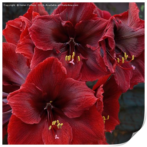 HIPPEASTRUM                                     Print by Helen Cullens
