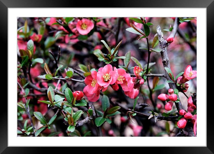 Pink blossom Framed Mounted Print by Adrian Bud