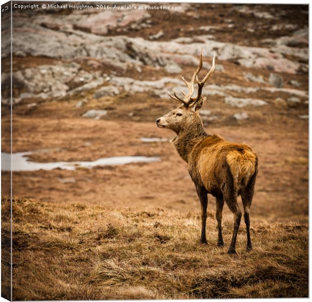 Stag Canvas Print by Michael Houghton