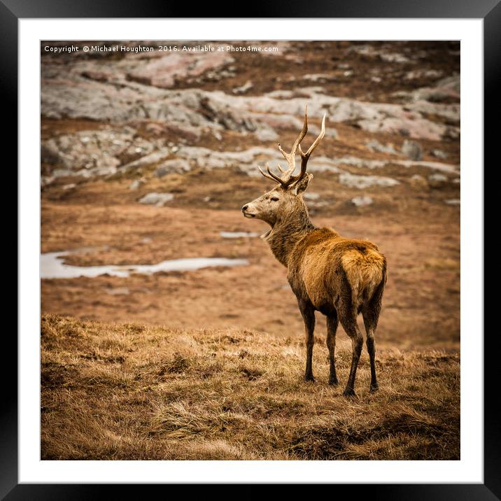 Stag Framed Mounted Print by Michael Houghton