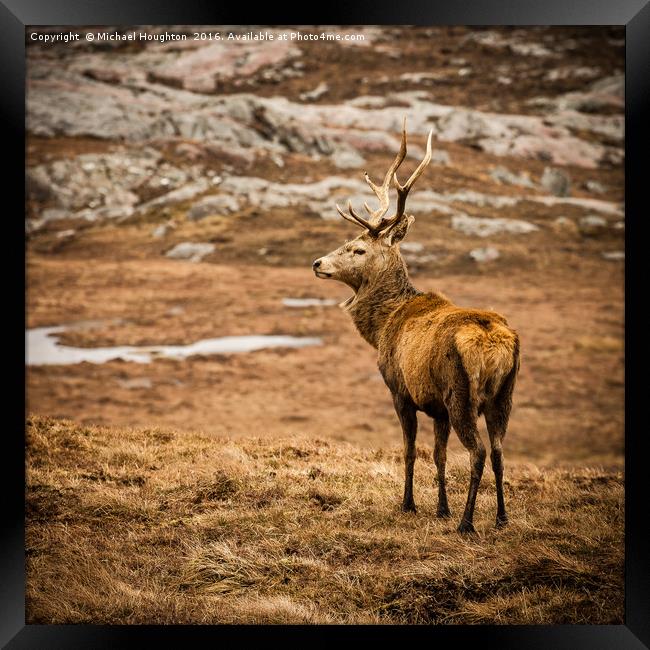 Stag Framed Print by Michael Houghton
