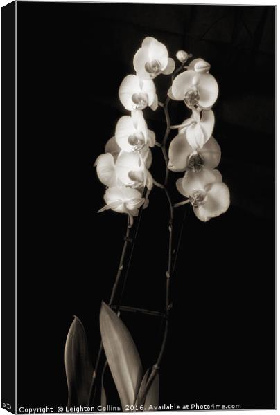 Orchids in monochrome Canvas Print by Leighton Collins