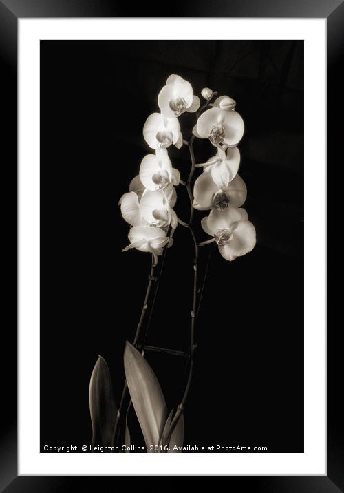 Orchids in monochrome Framed Mounted Print by Leighton Collins