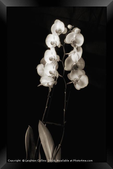 Orchids in monochrome Framed Print by Leighton Collins
