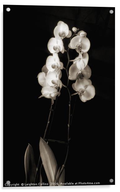 Orchids in monochrome Acrylic by Leighton Collins