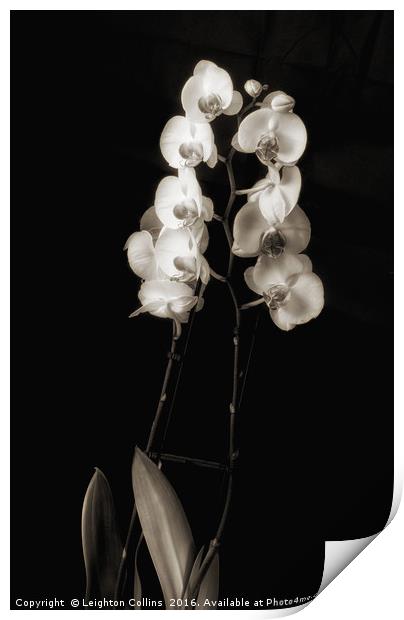 Orchids in monochrome Print by Leighton Collins