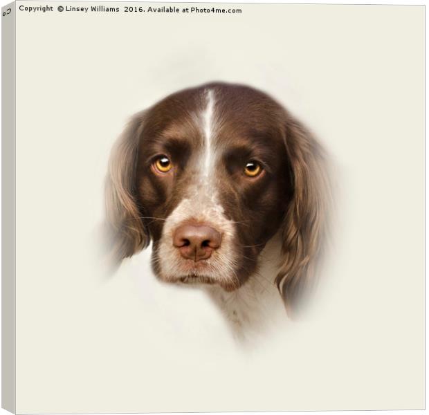 English Springer Spaniel 2 Canvas Print by Linsey Williams