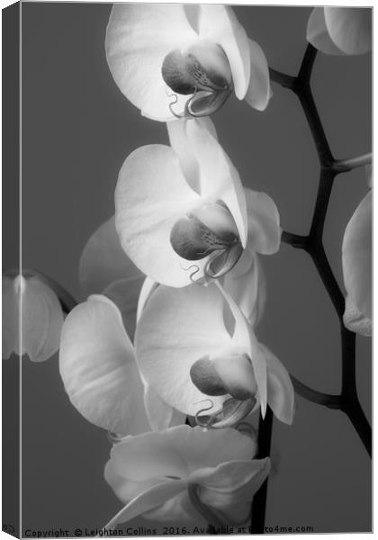 Orchids in Black and white Canvas Print by Leighton Collins