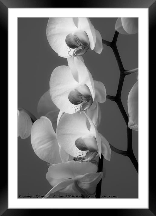 Orchids in Black and white Framed Mounted Print by Leighton Collins