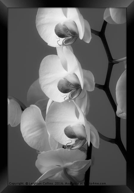Orchids in Black and white Framed Print by Leighton Collins