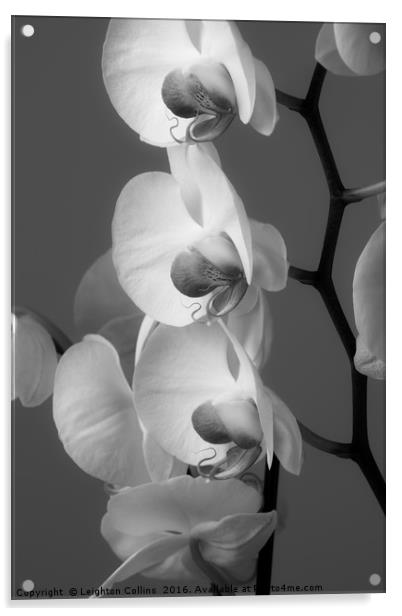 Orchids in Black and white Acrylic by Leighton Collins
