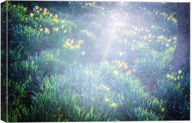 Springtime in Wales Canvas Print by Richard Downs