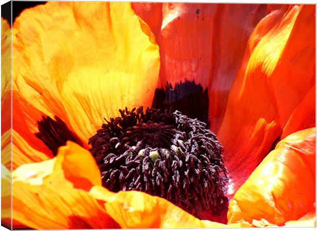 Giant poppy Canvas Print by James Cane