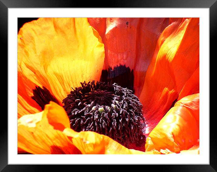 Giant poppy Framed Mounted Print by James Cane