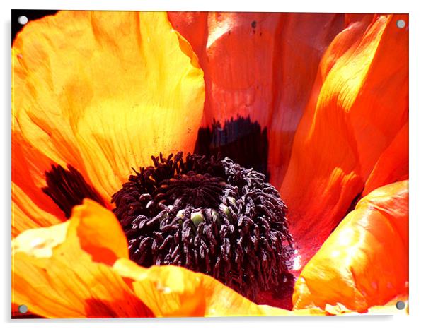 Giant poppy Acrylic by James Cane