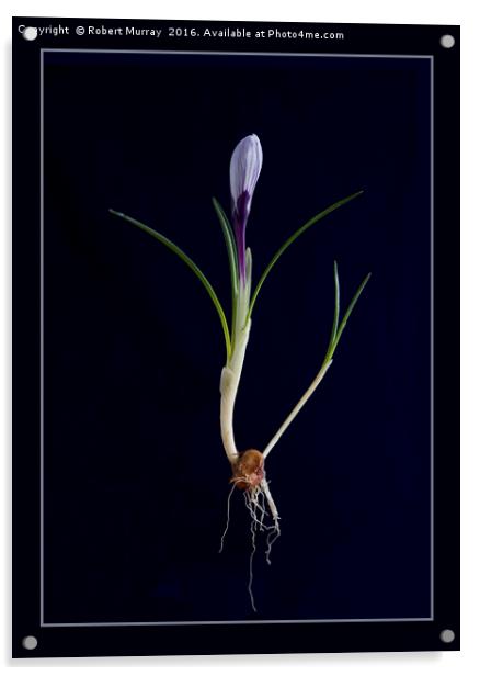 Botanical crocus Acrylic by Robert Murray