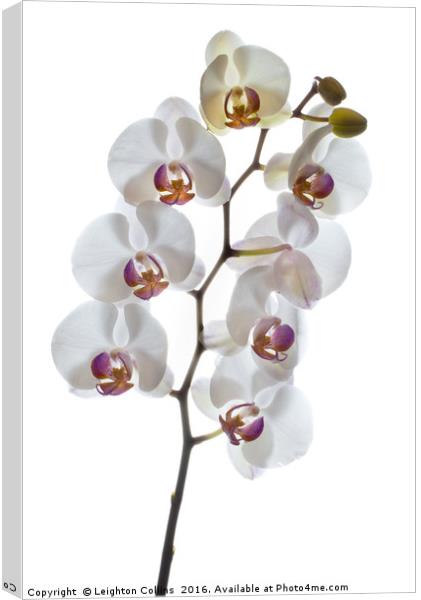 Orchids in High Key Canvas Print by Leighton Collins