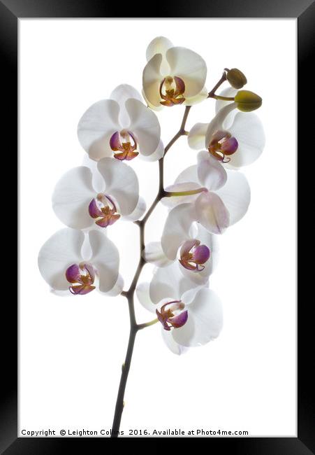 Orchids in High Key Framed Print by Leighton Collins