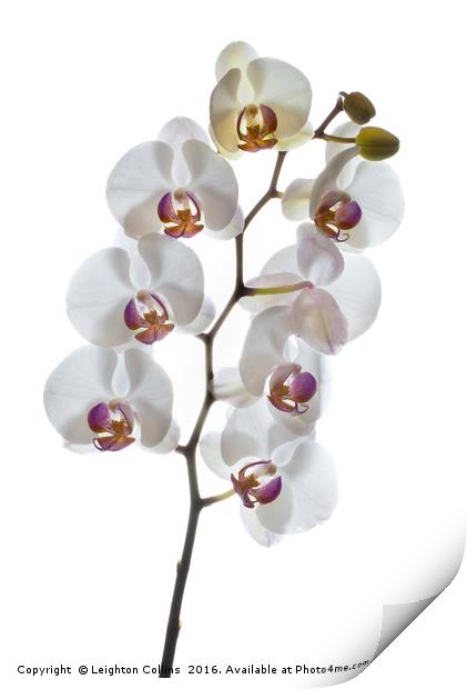 Orchids in High Key Print by Leighton Collins