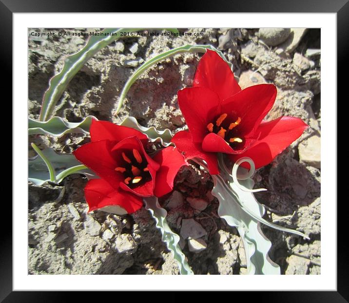 Wild tulips,                                Framed Mounted Print by Ali asghar Mazinanian