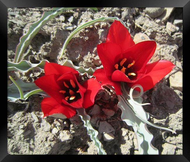 Wild tulips,                                Framed Print by Ali asghar Mazinanian