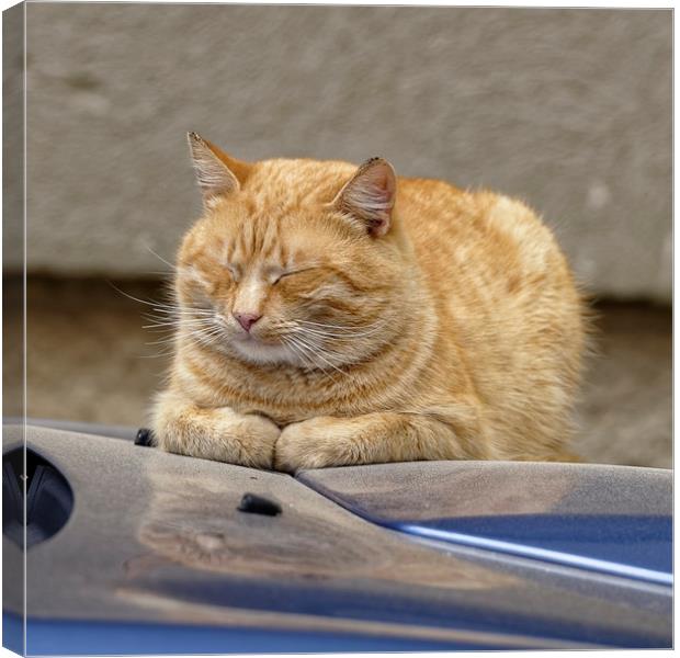 Golden Cat sleeping on the hood Canvas Print by Adrian Bud
